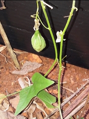 Dryas iulia alcionea