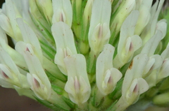 Trifolium trichocephalum