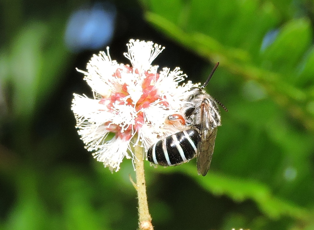Hoplonomia