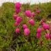 Azores Heath - Photo (c) Jakob Fahr, some rights reserved (CC BY-NC), uploaded by Jakob Fahr