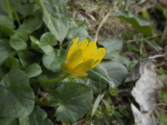 Ficaria verna