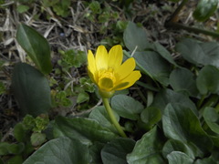 Ficaria verna