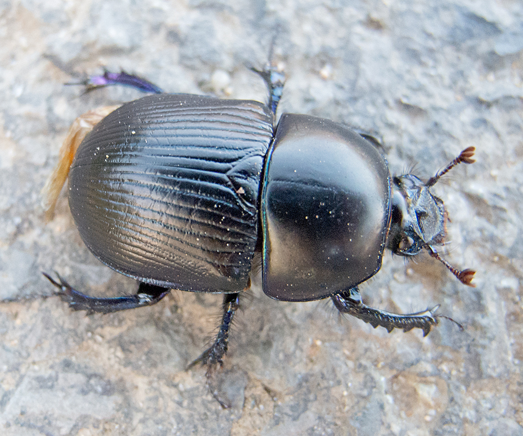 Dumbledor beetle