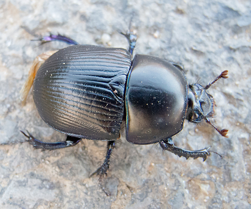Dumbledor beetle