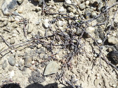 Muehlenbeckia ephedroides