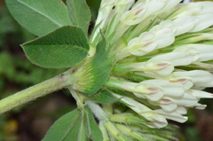 Trifolium trichocephalum