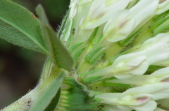 Trifolium trichocephalum
