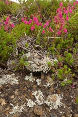 Daboecia azorica