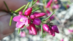 Boronia nematophylla