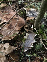 Coccomyces