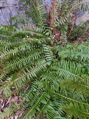 Polystichum munitum