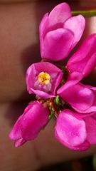 Boronia nematophylla