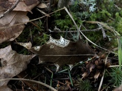 Coccomyces