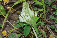 Trifolium trichocephalum