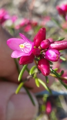 Boronia nematophylla