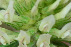 Trifolium trichocephalum