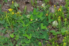 Trifolium trichocephalum