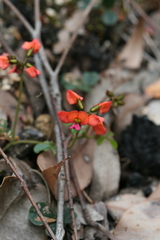 Kennedia coccinea