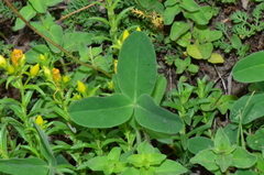Trifolium trichocephalum