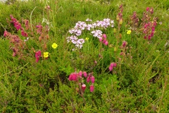 Daboecia azorica