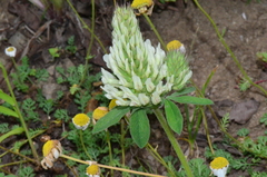 Trifolium trichocephalum