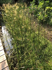 Cyperus malaccensis