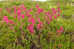 Daboecia azorica