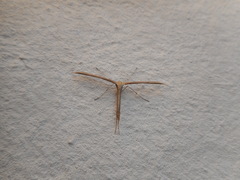 Emmelina monodactyla