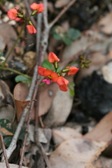 Kennedia coccinea