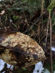 Coccomyces