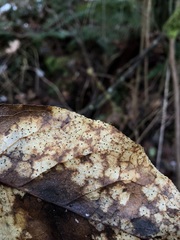 Coccomyces