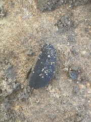 Belocaulus angustipes