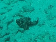 Ogcocephalidae