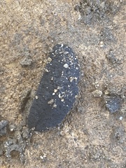 Belocaulus angustipes