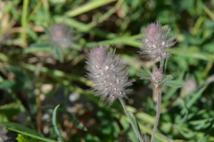 Trifolium arvense
