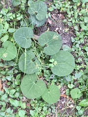 Aristolochia fimbriata