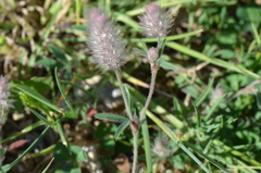 Trifolium arvense