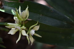 Prosthechea radiata