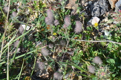 Trifolium arvense
