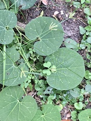 Aristolochia fimbriata