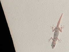 Ptyodactylus hasselquistii