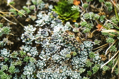 Draba obovata