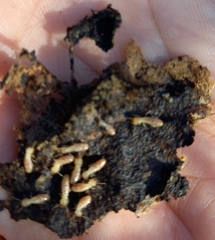 Reticulitermes lucifugus