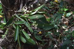Prosthechea radiata