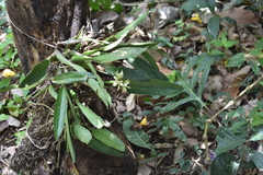 Prosthechea radiata
