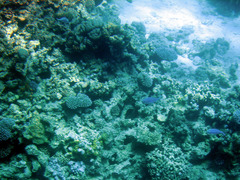 Caesio lunaris