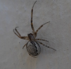 Araneae