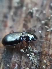 Bembidion obtusum