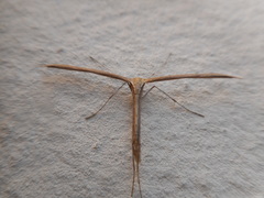 Emmelina monodactyla
