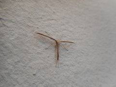 Emmelina monodactyla